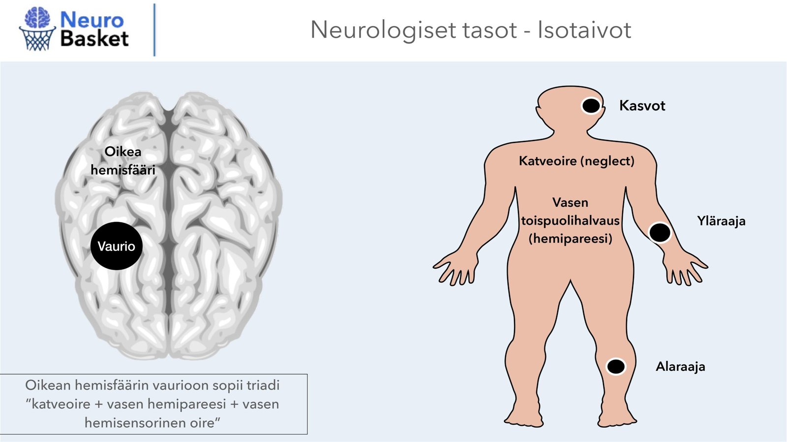 Vasen hemisfääri