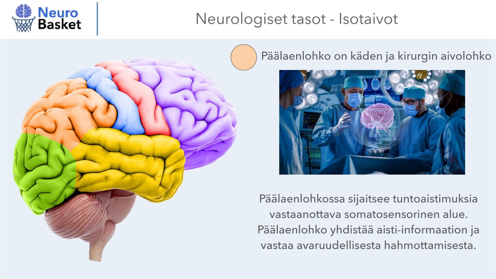 Päälaenlohko